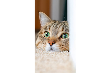 Close up of tabby cat with green, an Animal Photo by Lermont51
