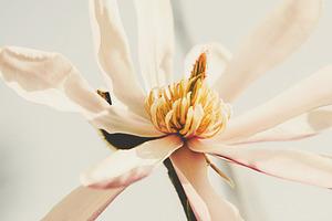 Floral hero magnolia containing floral, flowers, and nature