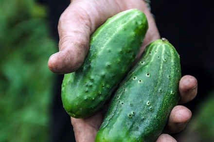 Hand of farmer hold Green cucumber on a branch in a greenhouse., an Industrial Photo by TanaCh