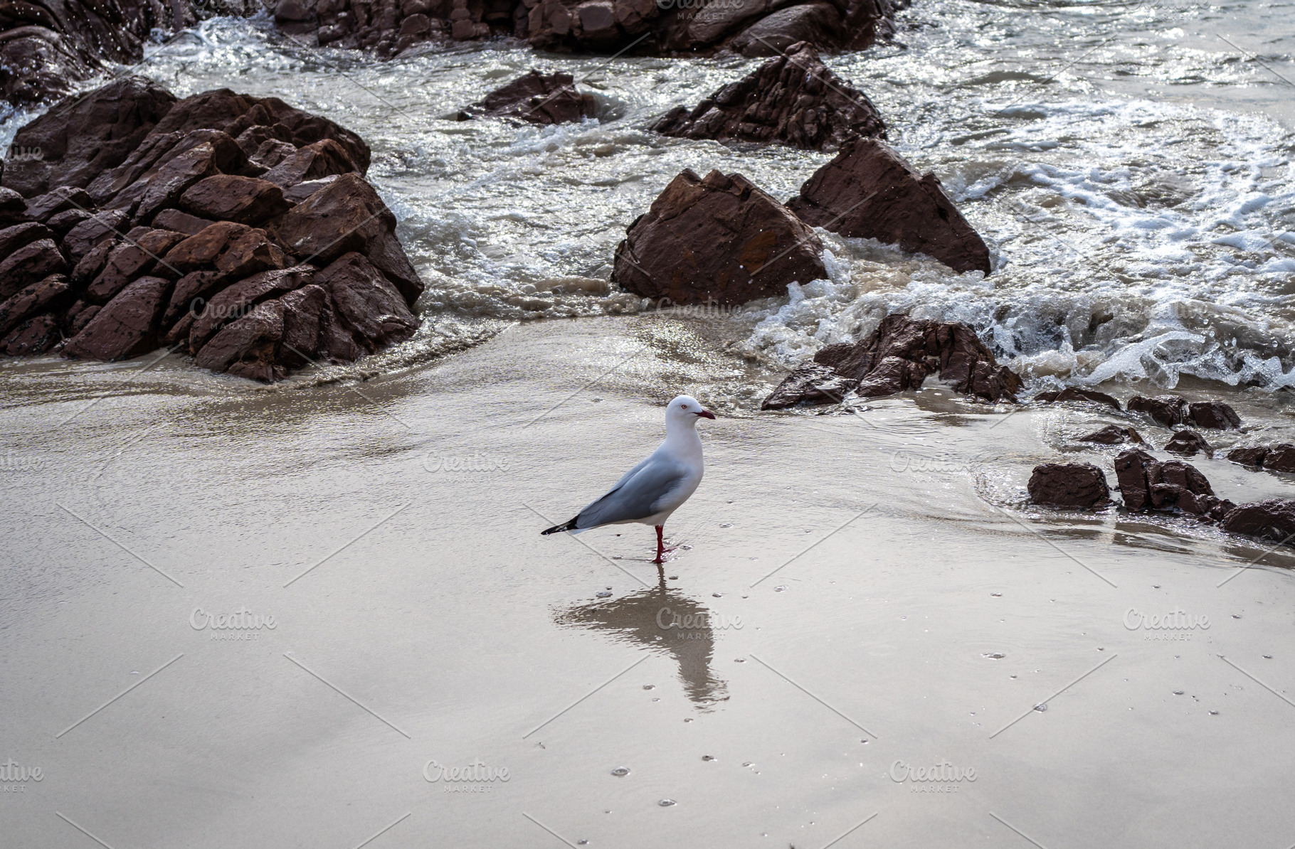 Seagull standing on wet sand at Stokes Bay Beach, Australia, an Animal Photo by GoodGoods
