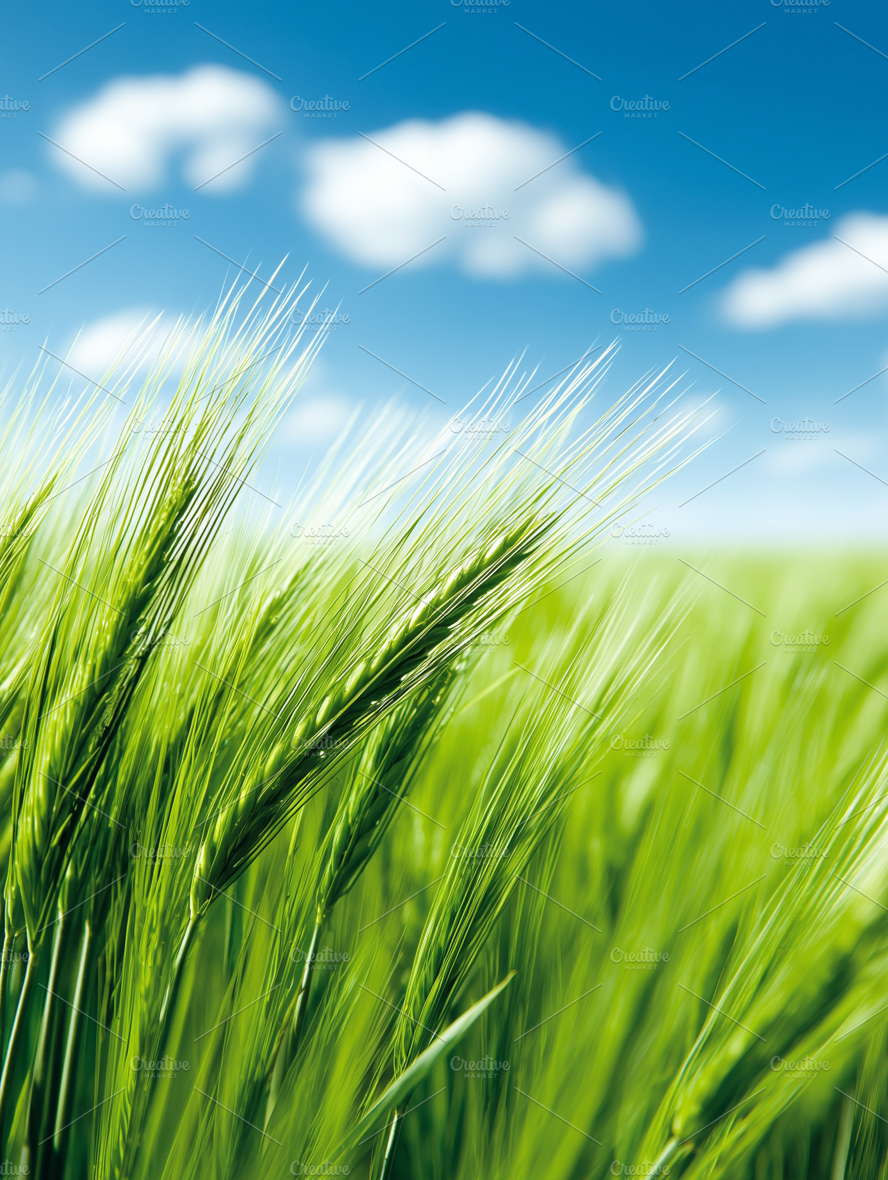 Close up of green wheat ears growing, an Industrial Photo by MistyDay