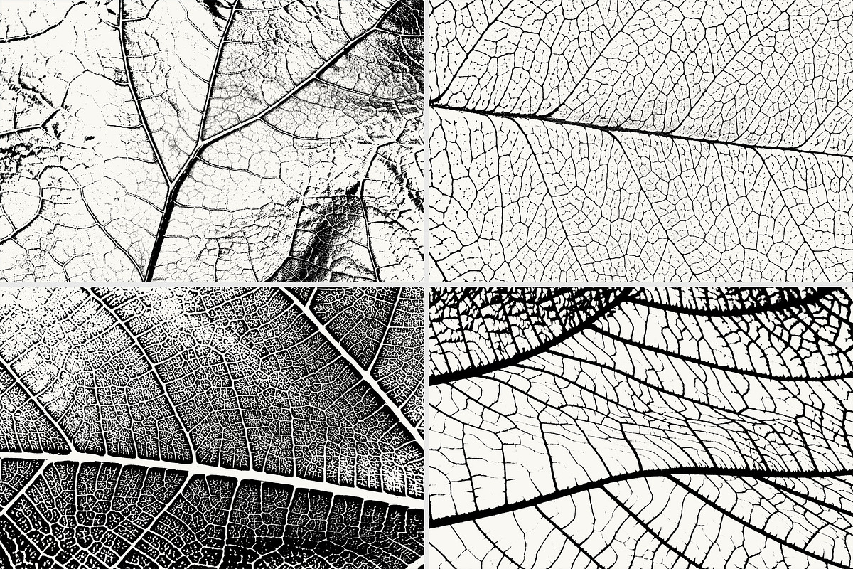 Leaf Veins Textures, a Texture Graphic by Creativetacos (Photo 2 of 4)