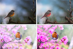 Birds Lr Presets