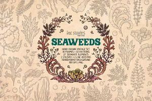 Seaweeds