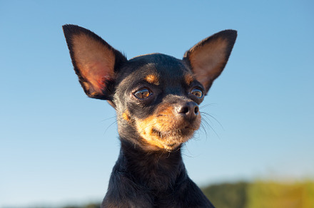 Head of a Russian Toy dog