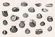 Shells - Vintage Engravings Set, an Illustration by Graphic Goods (Thumbnail 2 of 7)