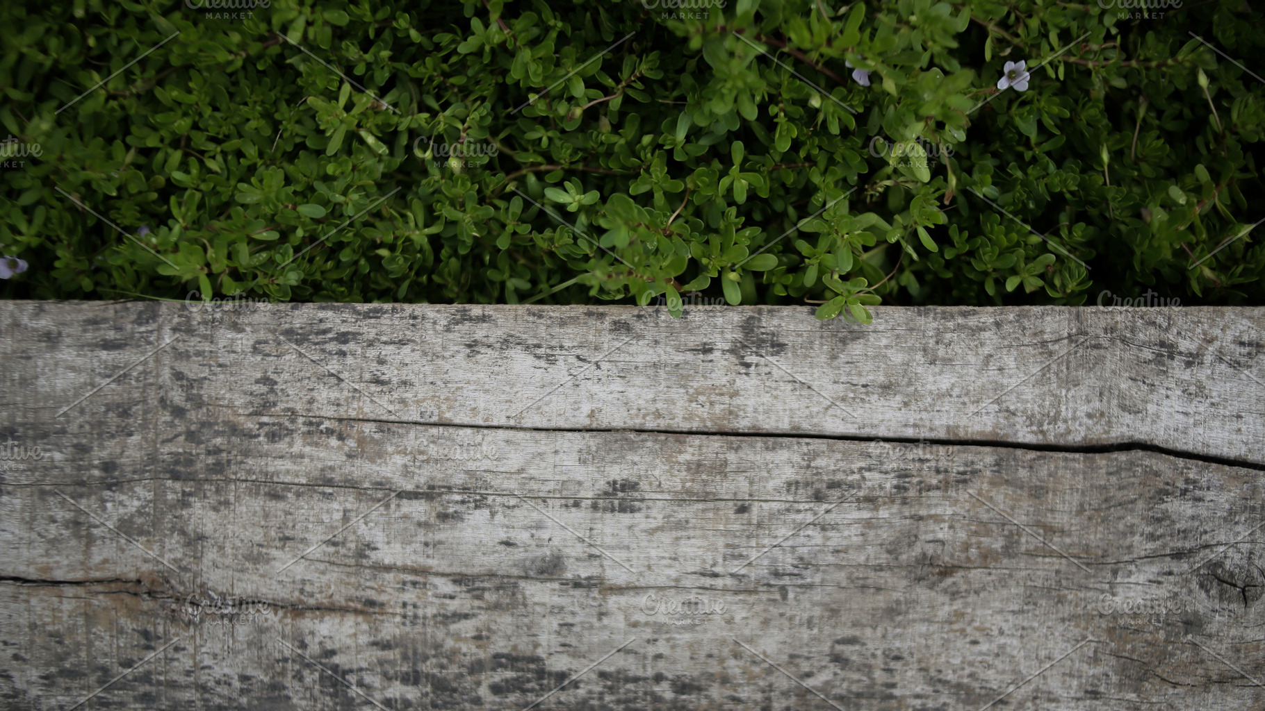 framing wood surrounded by leaves, a Background Photo by bastera