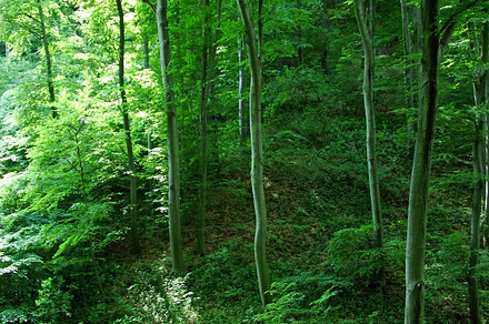 Forest Containing Forest Green And Nature preview 6