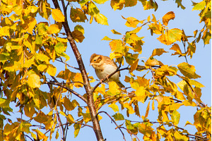 Bunting perched on a birch branch, an Animal Photo by Pakosta