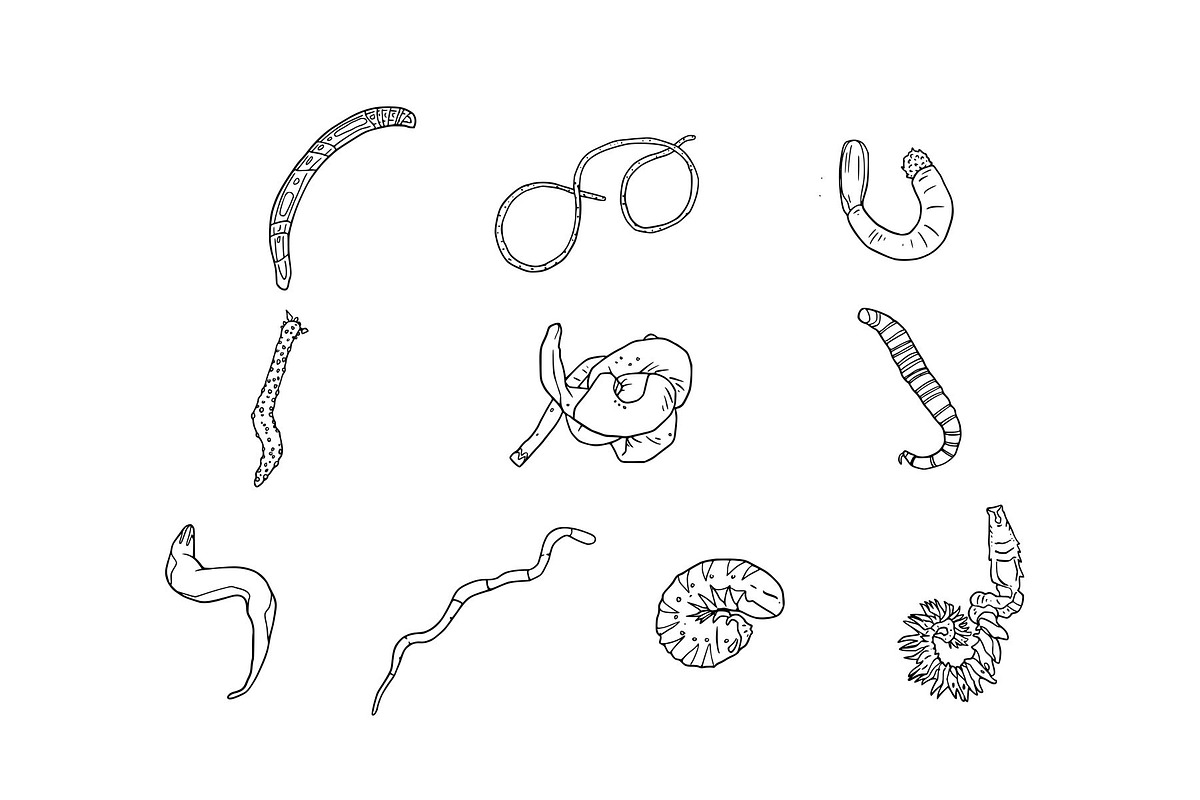 Breeds Worm Hand-Drawn Vol. 2, an Animal Illustration by SLAB! Design (Photo 2 of 3)