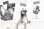 Hand drawn Rooster Illustration, an Animal Illustration by Greek fonts by nantia.co (Thumbnail 2 of 5)