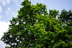 Lush green tree canopy against a bright blue sky on a sunny day, a Photo by AS photostudio