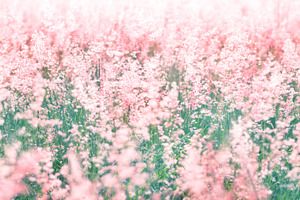 Soft Pink meadow