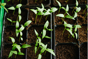 Sowing vegetable seeds indoors for, a Nature Photo by HalfPoint