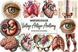Vintage Antique Anatomy Clipart, a Seasonal Illustration by DreamArtGraphic