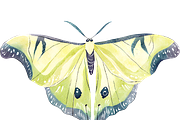 Luna Moon Moth, a Decorative Illustration by Karliefie (Thumbnail 4 of 5)