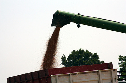 Grain harvesting 3