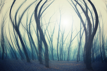 forest in winter morning, a Photo by Pictures for you!!!!!!!!!