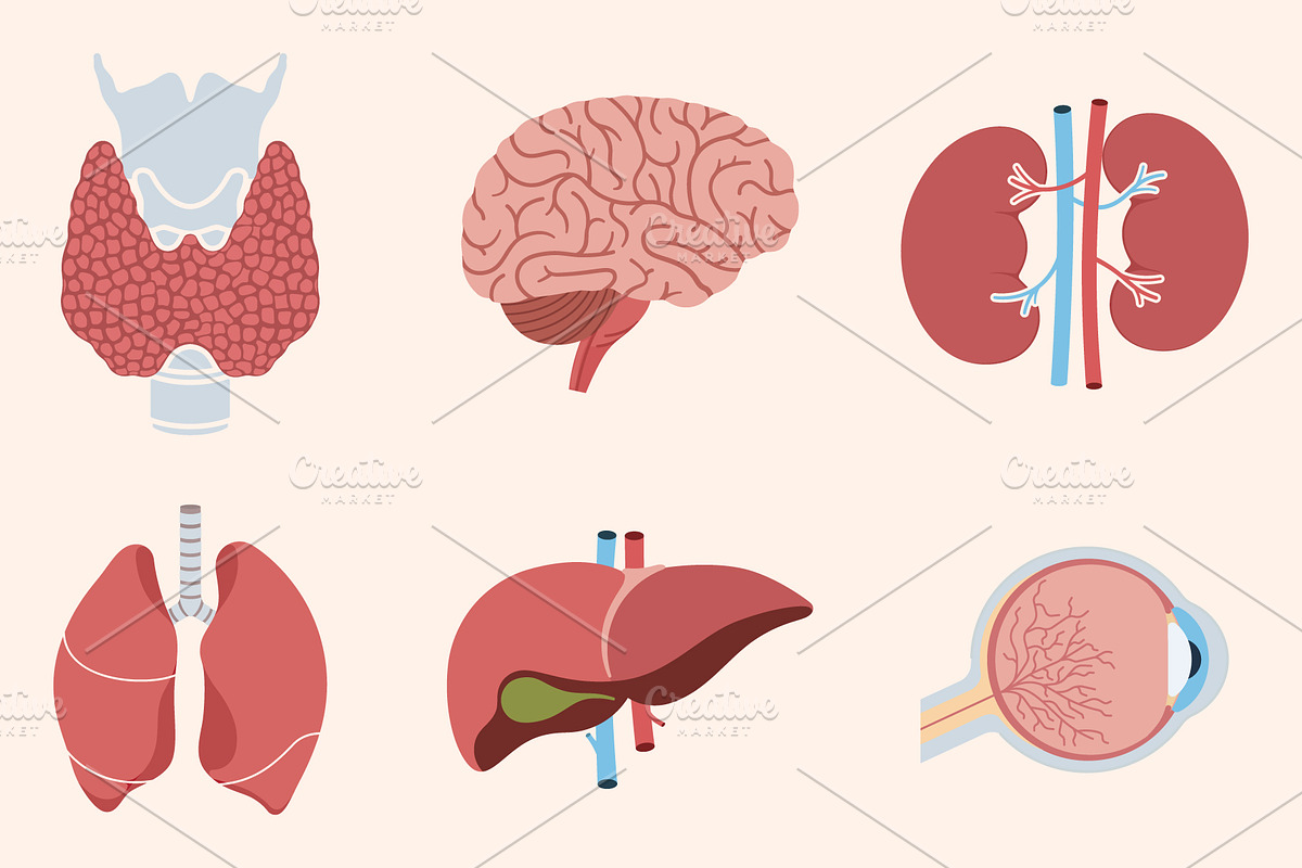 Set of human internal organs, an Education Illustration by Yayasya (Photo 2 of 3)