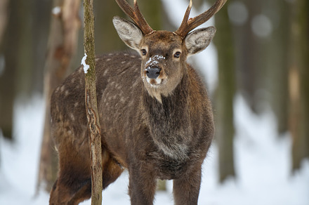 Male deer in the winter forest. Animal in natural habitat, an Animal Photo by Byrdyak