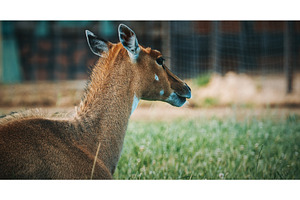 Profile View of Nilgai Antelope in, an Animal Photo by Our Amazing World