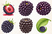 Watercolor Blackberry Clipart, an Illustration by Libby Wishes (Thumbnail 3 of 5)