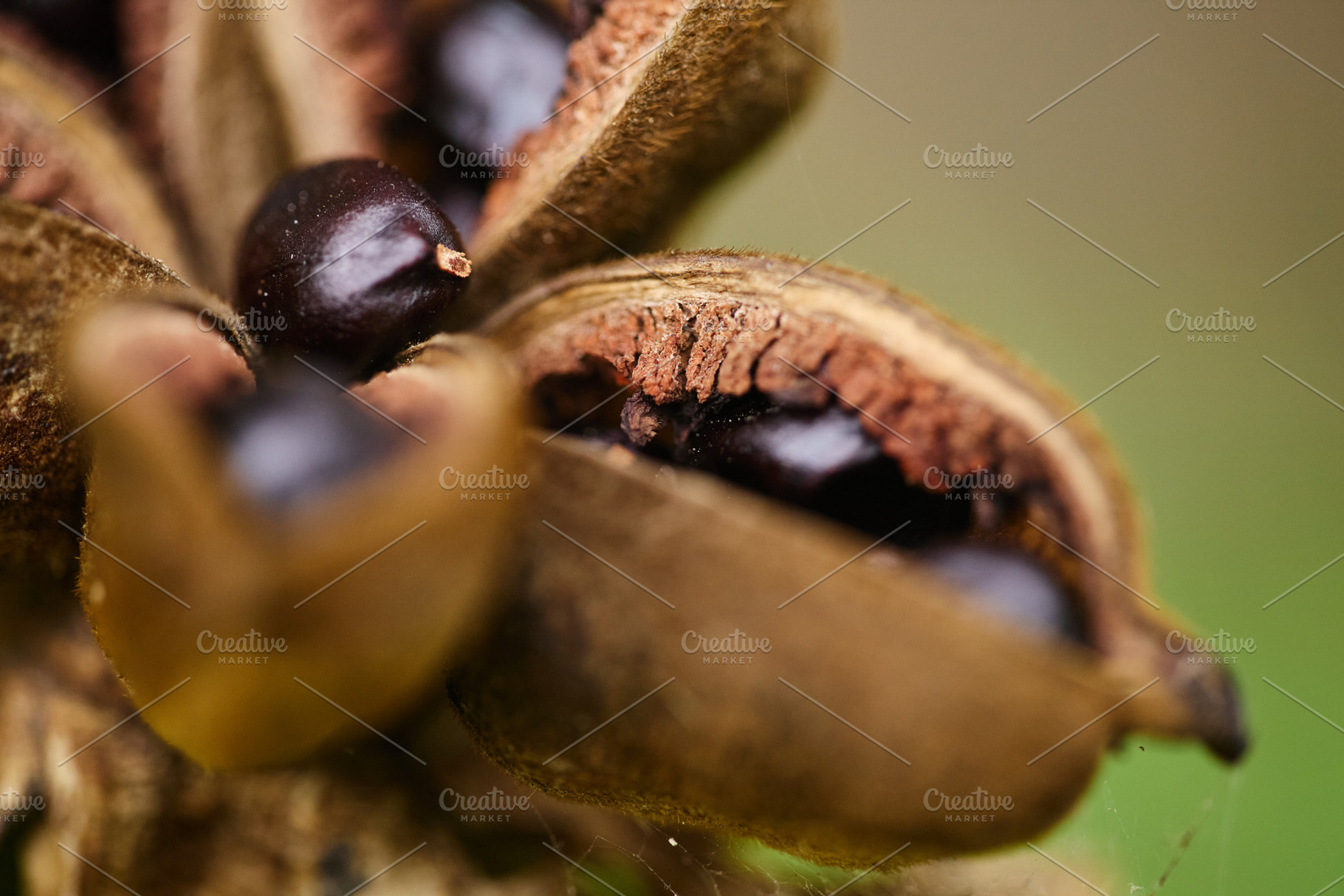 Open peony seed pod with shiny black seeds macro photo., a Nature Photo by Rohan Photography
