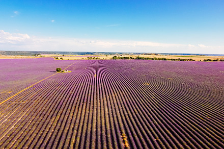 Purple Lavender Fields. Summer sunset landscape in Brihuega, a Nature Photo by Architect´s eye