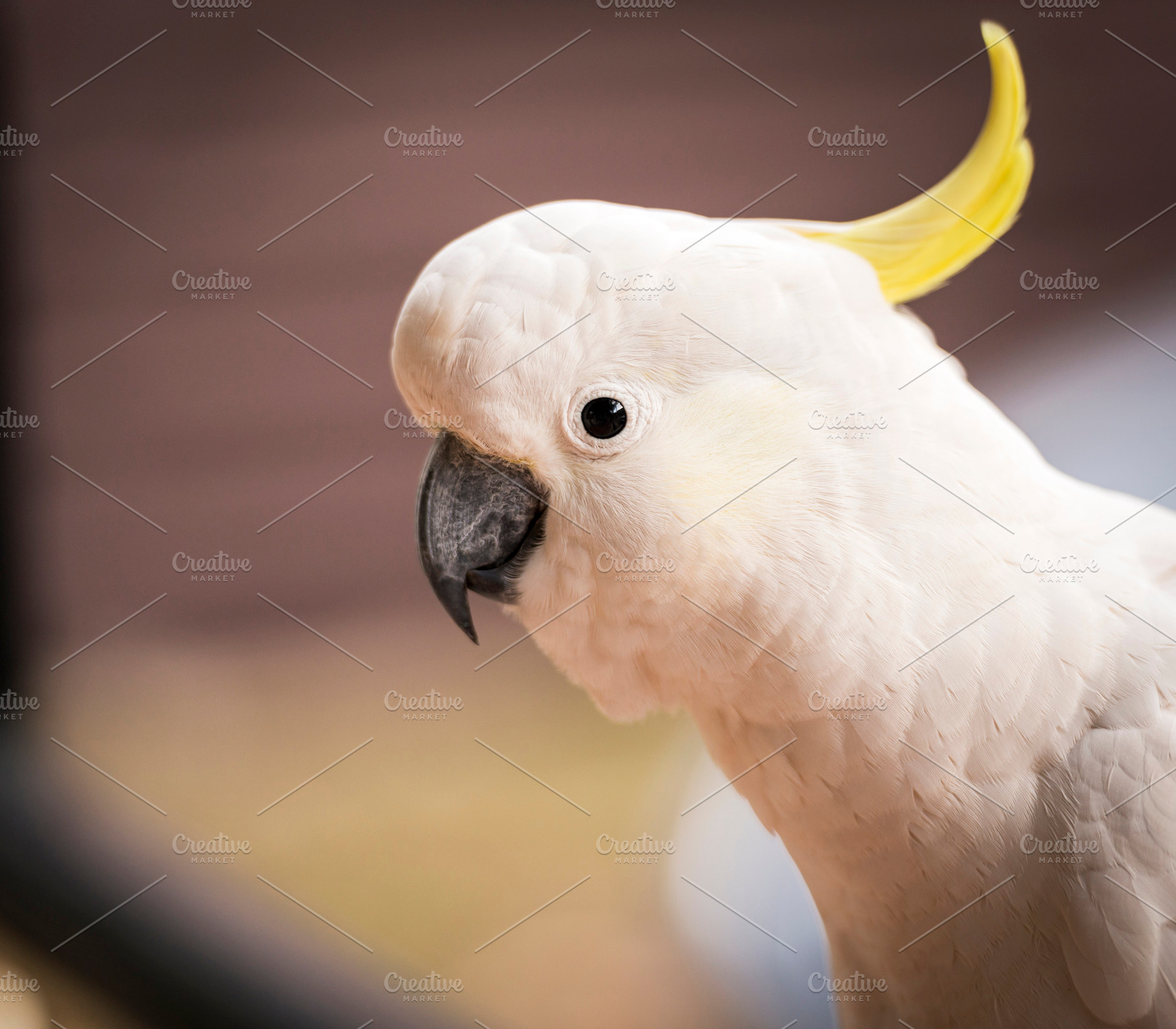 Cockatoo Parrot, an Animal Photo by THP Creative
