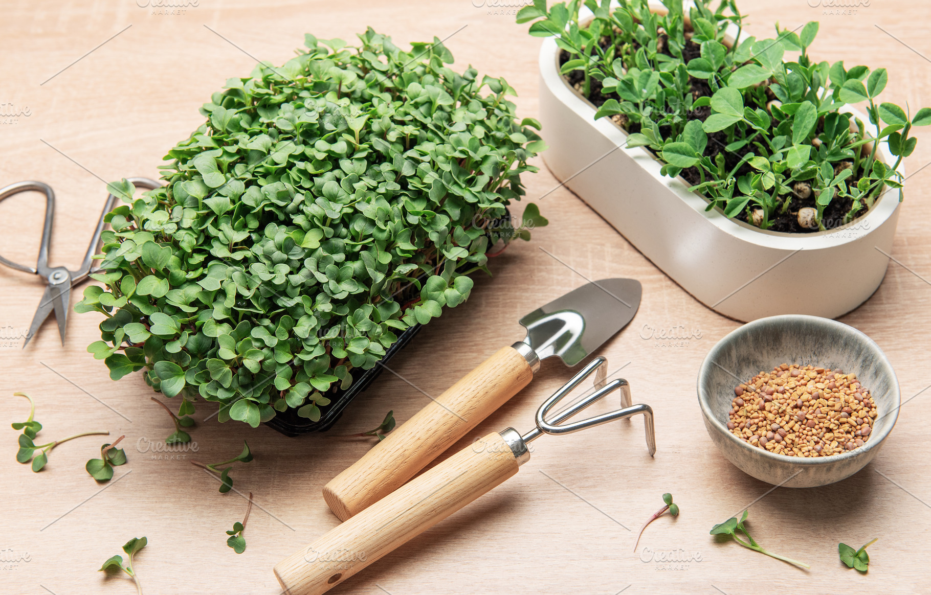 Microgreens gardening, cultivating fresh, nutritious sprouts at, a Photo by Olena Rudo