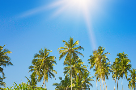 Bright sun, tall coconut palms on coast of ocean.