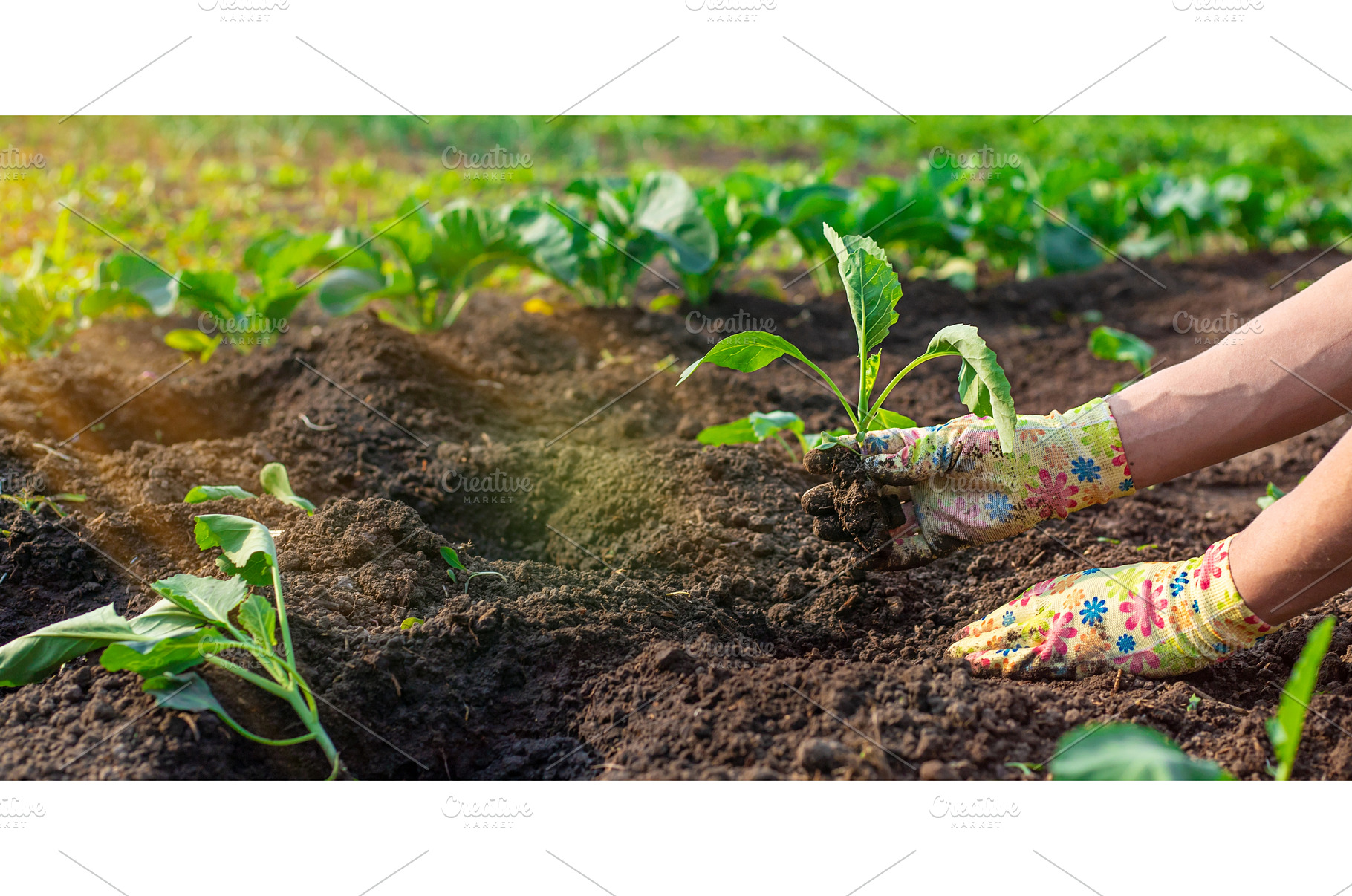 planting cabbage in the garden, a Nature Photo by yanadjana