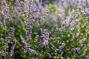 Purple lavender flowers with green stems bloom closely in a fiel, a Nature Photo by Imaginarium