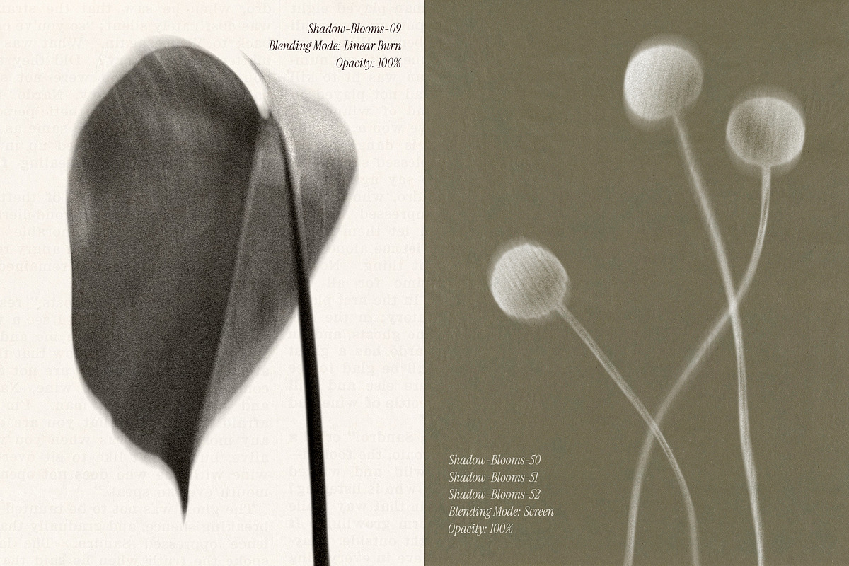 Shadow Blooms, an Object Graphic by Dina Mae (Photo 4 of 10)