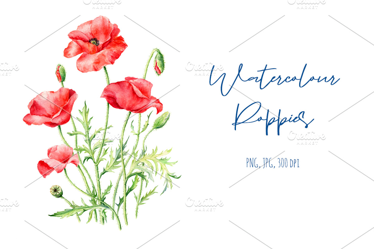 Watercolor Poppies, an Illustration by Botanical Art Shop (Photo 1 of 2)