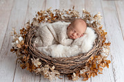 Newborn Nest Digital Backdrop, a Layer Style Add-On by Wild Honey Design Co. (Thumbnail 1 of 2)