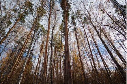 Tall pine trees reaching for the sky, a Nature Photo by darksoul72