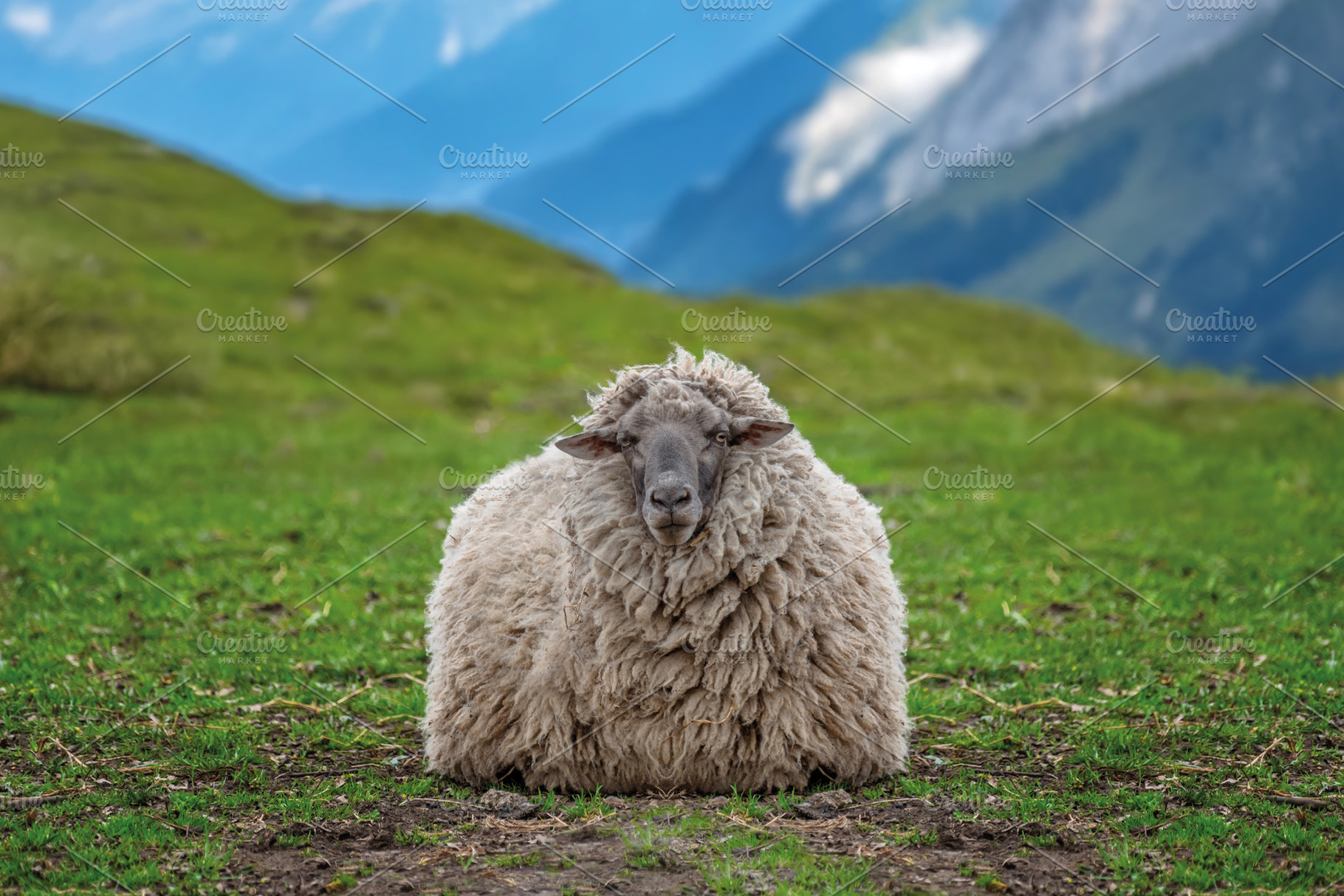 Sheep grazing on pasture in summer on mountain background. Conce, an Animal Photo by Byrdyak