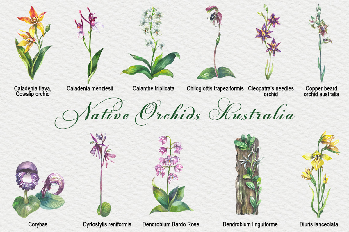 Native Orchids Flowers in  Australia, an Object Illustration by FITALARTSNEDIGI (Photo 2 of 7)