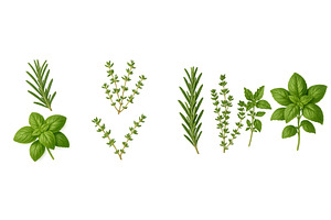 Fresh herbs displayed showcasing, a Food Illustration by ZinetroN