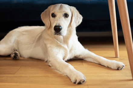 Golden Retriever lying on the floor, an Animal Photo by Olena Rudo