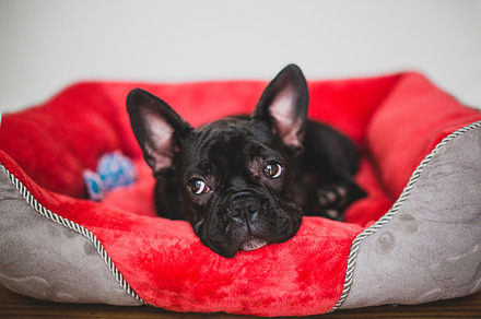 French bulldog stock photograph
