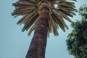 Palm tree in the sky stock photo containing palm tree and beach