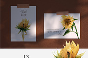 Sunflower Watercolor summer flowers, a Decorative Illustration by Diana Askarova Art (Thumbnail 2 of 8)