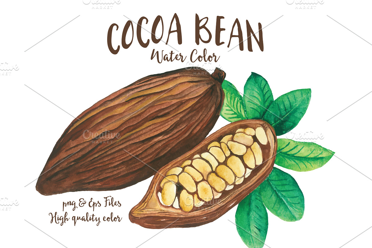 Cocoa Bean & Fruit Watercolor, a Food Illustration by andypray (Photo 4 of 5)
