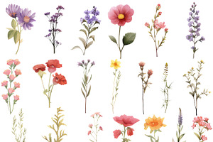 Botanical Wildflowers Clipart Bundle