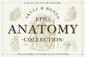 100+ Vintage Anatomy Vectors, a Healthcare Illustration by Shizzle Stock