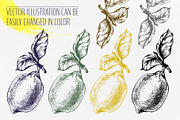 Vintage Lemon Engraving Collection, a Food Illustration by NATASHA CHU (Thumbnail 4 of 14)