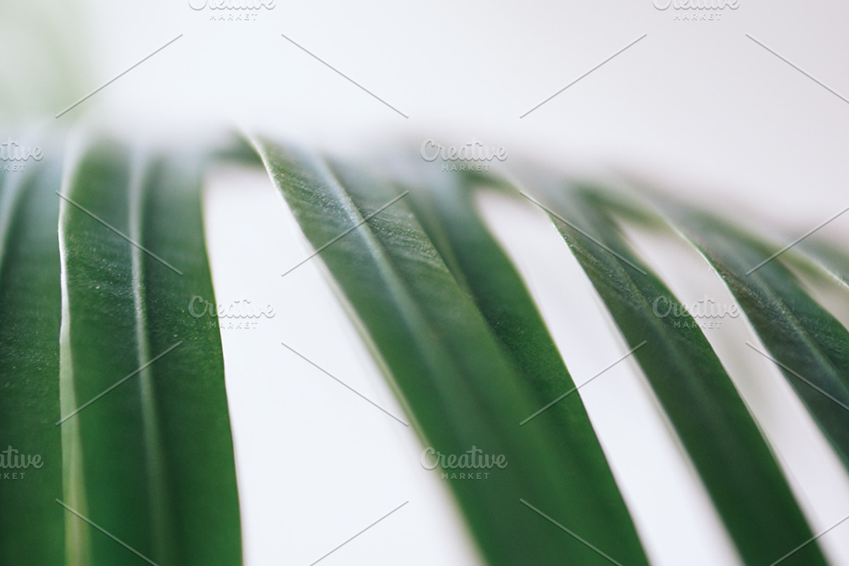 Palm Trees Photo Set, a Nature Photo by Nazar Hrabovyi (Photo 1 of 5)