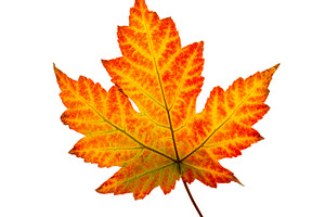 plane tree leaf isolated on white